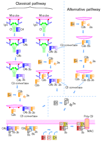 C3 convertase is formed by C4aC2b and shown in the picture C4bC2b the same for C5 convertase whis composed by C4aC2bC3b and not C4bC2bC3b