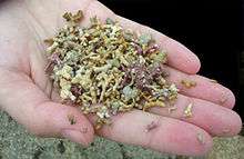 Maerl Fragments, Maerl Beach, Carraroe, County Galway Ireland