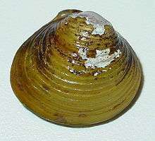 Side view of a brown ridged bivalve with a noticeable apex and white flecks