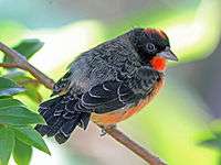 Crimson-breasted FinchRWD12a.jpg