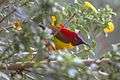 Crimson Sunbird Khangchendzonga National Park West Sikkim India.30.03.2016.jpg