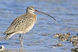 A light brown speckled bird with a long bill