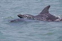 Two dolphins splashing at the surface of some water