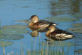 A pair of wandering whistling ducks on the water