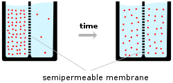 A schematic diagram of two beakers, each filled with water (light-blue) and a semipermeable membrane represented by a dashed vertical line inserted into the beaker dividing the liquid contents of the beaker into two equal portions. The left-hand beaker represents an initial state at time zero, where the number of ions (pink circles) is much higher on one side of the membrane than the other. The right-hand beaker represents the situation at a later time point, after which ions have flowed across the membrane from the high to low concentration compartment of the beaker so that the number of ions on each side of the membrane is now closer to equal.