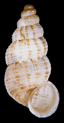 apertural view