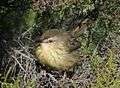 Drakensberg Prinia (Prinia hypoxantha).jpg