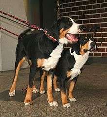 Greater Swiss Mountain Dog standing next to Entlebucher Mountain Dog.