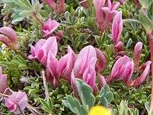 Dwarf clover