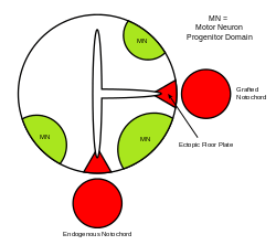 Depiction of the formation of an ectopic floor plate within the neural tube in the presence of a second notochord