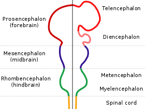 The nervous system is shown as a rod with protrusions along its length. The spinal cord at the bottom connects to the hindbrain which widens out before narrowing again. This is connected to the midbrain, which again bulges, and which finally connects to the forebrain which has two large protrusions.