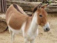 A Kiang