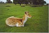 A fallow deer lying on the grass.