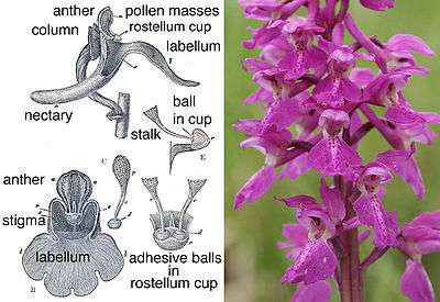 photograph of a spire of purple flowers, and drawing showing the working parts of the flower