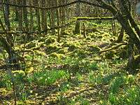 Forest, with moss and daffodils