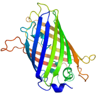 A ribbon diagram of green fluorescent protein resembling barrel structure.