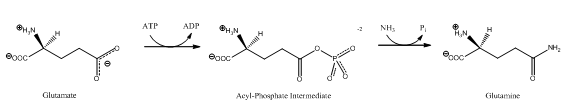 Glutamine Synthetase reaction.