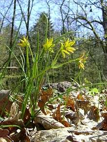 Side view of the plant, showing the basal leaves less or more cylindrics and a cauline leaf a spathe widening manner. The five flowers are gathered in umbrella-shaped cluster.