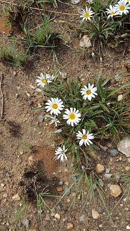 Gazania krebsiana02.jpg