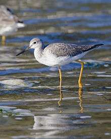 A black and white bird with long yellow legs