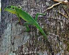 Green Crested Lizard