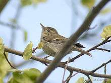 small greenish-yellow bird in tree