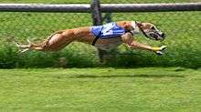 A tan dog wearing a blue jacket emblazoned with the number two. The dog is running, with all four legs fully extended and off the ground.