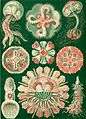 Haeckel Discomedusae 98.jpg