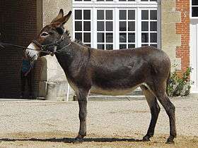 a dark-coloured donkey with pale muzzle and belly