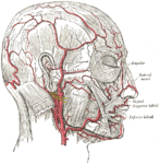 Arteries