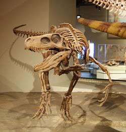 Skeleton of a carnivorous dinosaur, with open jaws and sharp teeth prominently in the foreground.