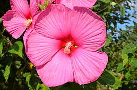 Hibiscus rosa-sinensis in Zijderveld, the Netherlands.JPG