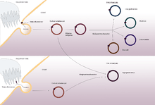 Diagram visualising theory that HGSC arises from inclusion of a stem cell from the ovarian surface epithelium, or possibly from a fallopian tube stem cell