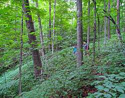 Two people in a wooded area with heavy undergrowth and a noticeable slope