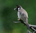 Himalayan Bulbul I IMG 6480.jpg