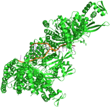 Crystal structure of RecA bound to DNA.