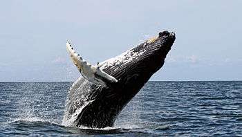 Photo of humpback in profile with most of its body out of the water, with back forming acute angle to water