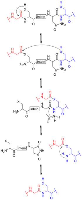 mechanism of protein splicing involving inteins