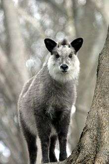 Photograph of a grey goat-antelope in a forest, staring at the camera.  It stands just behind a tree is that is in the right foreground.