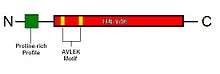 KIAA0895L's conserved domain and motif.