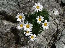 flowers of alpine chrysanthemum