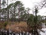 Swamp along the Patsy Pond Nature Trail.