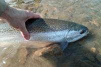 Photo of Steelhead from Lake Erie