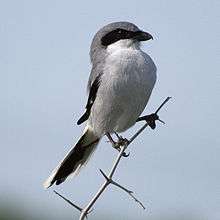 A gray, black and white bird perching on a thorny twig