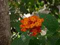 Lantana camara 0003.jpg