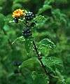 Lantana camara 5.jpg