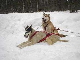 Two white dogs are seen in red harnesses. One is sitting, and the other is lying down.