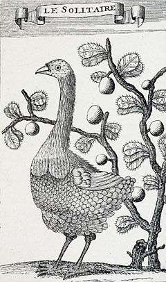 Engraving of a female Rodrigues solitaire in front of a bush