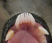 Close-up of the front, bottom teeth of a ring-tailed lemur, showing the first six teeth pointing directly forward instead of up-and-down like the canine-like premolar behind them.