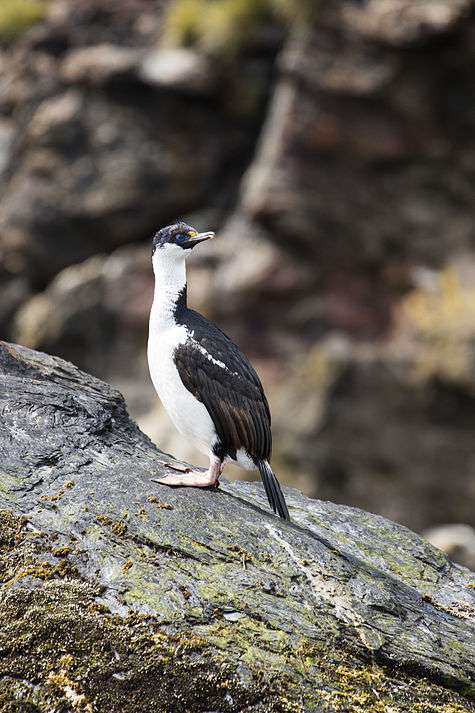 SGI-2016-South Georgia (Cooper Bay)–Blue-eyed shag (Phalacrocorax atriceps).jpg